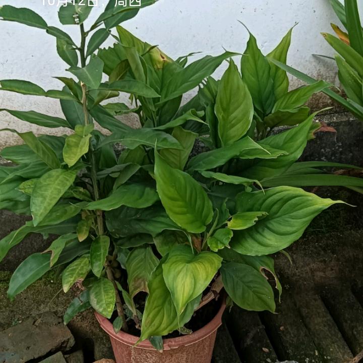 水生木