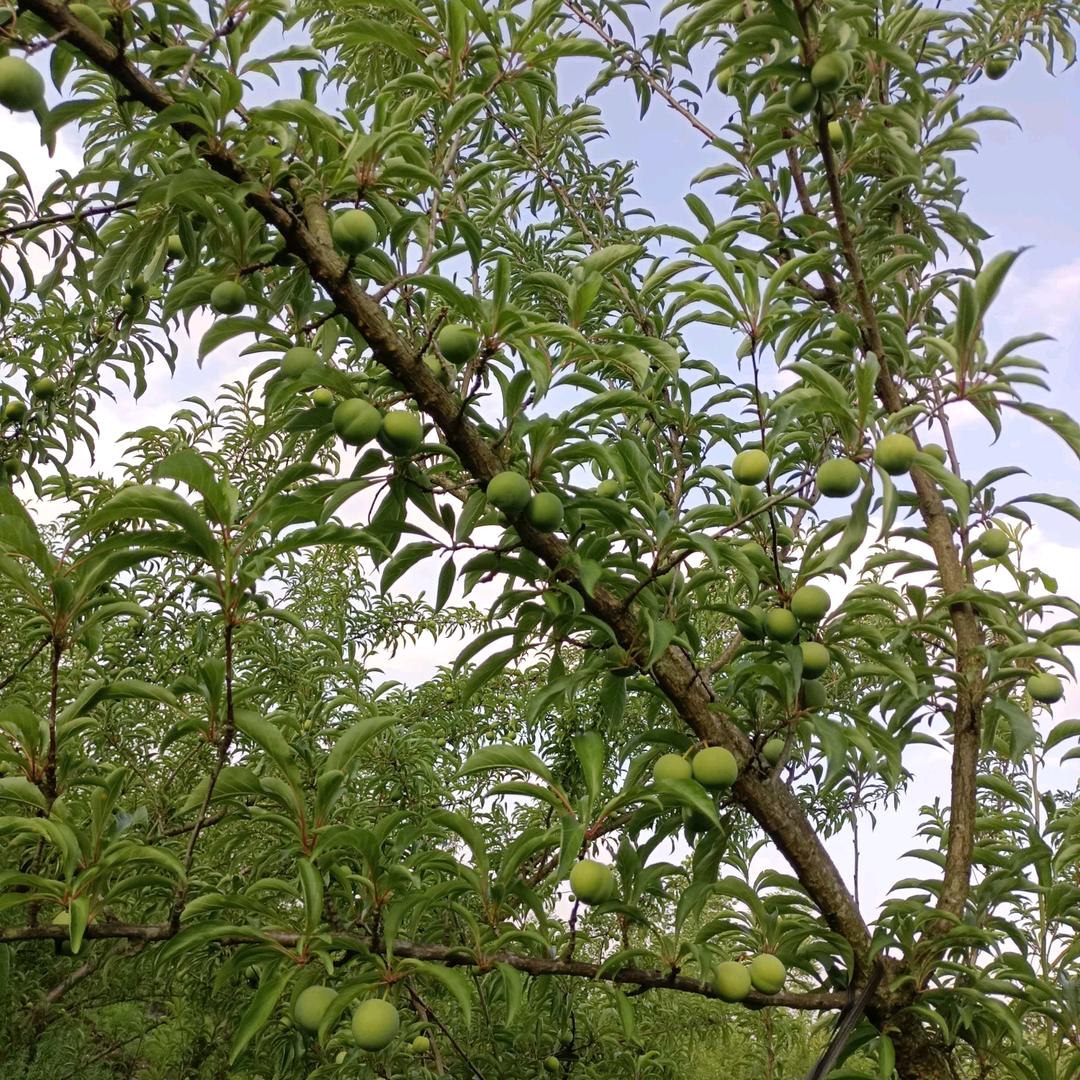 平安就是福