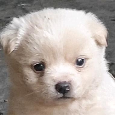 不止于王者