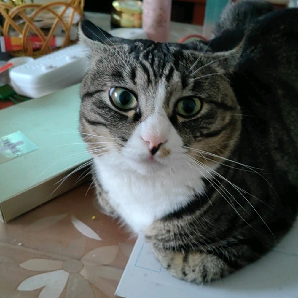 萌宠摇篮(富阳店)