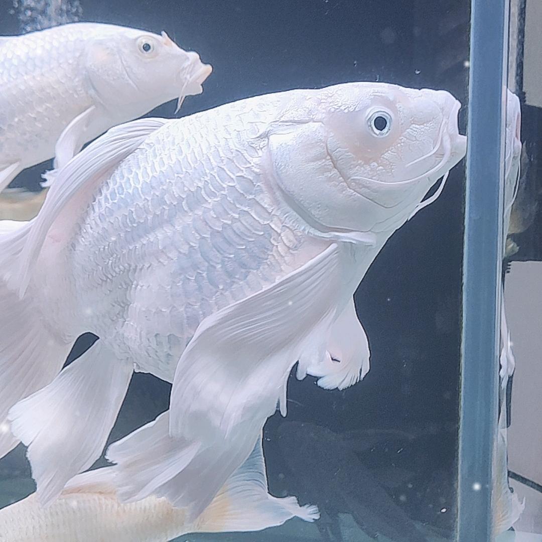 爱养鱼，爱运动。