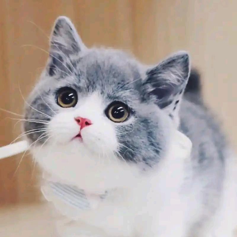 小猫猫123