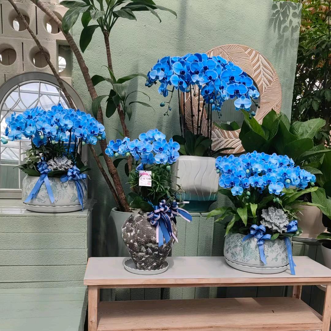 永锋花卉
