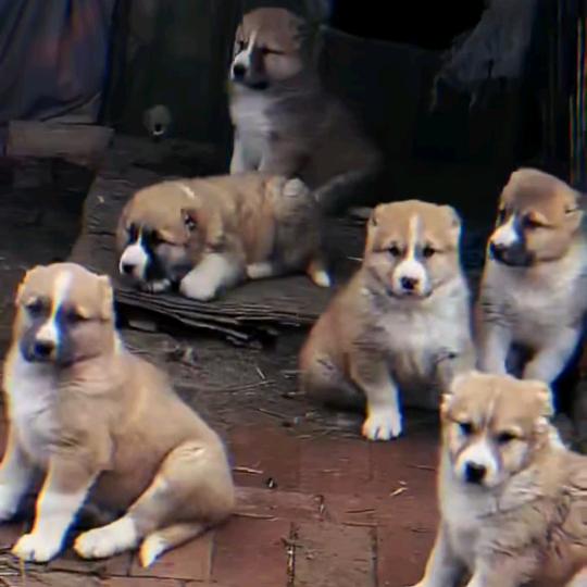 貂蝉与虎妞……（中亚）