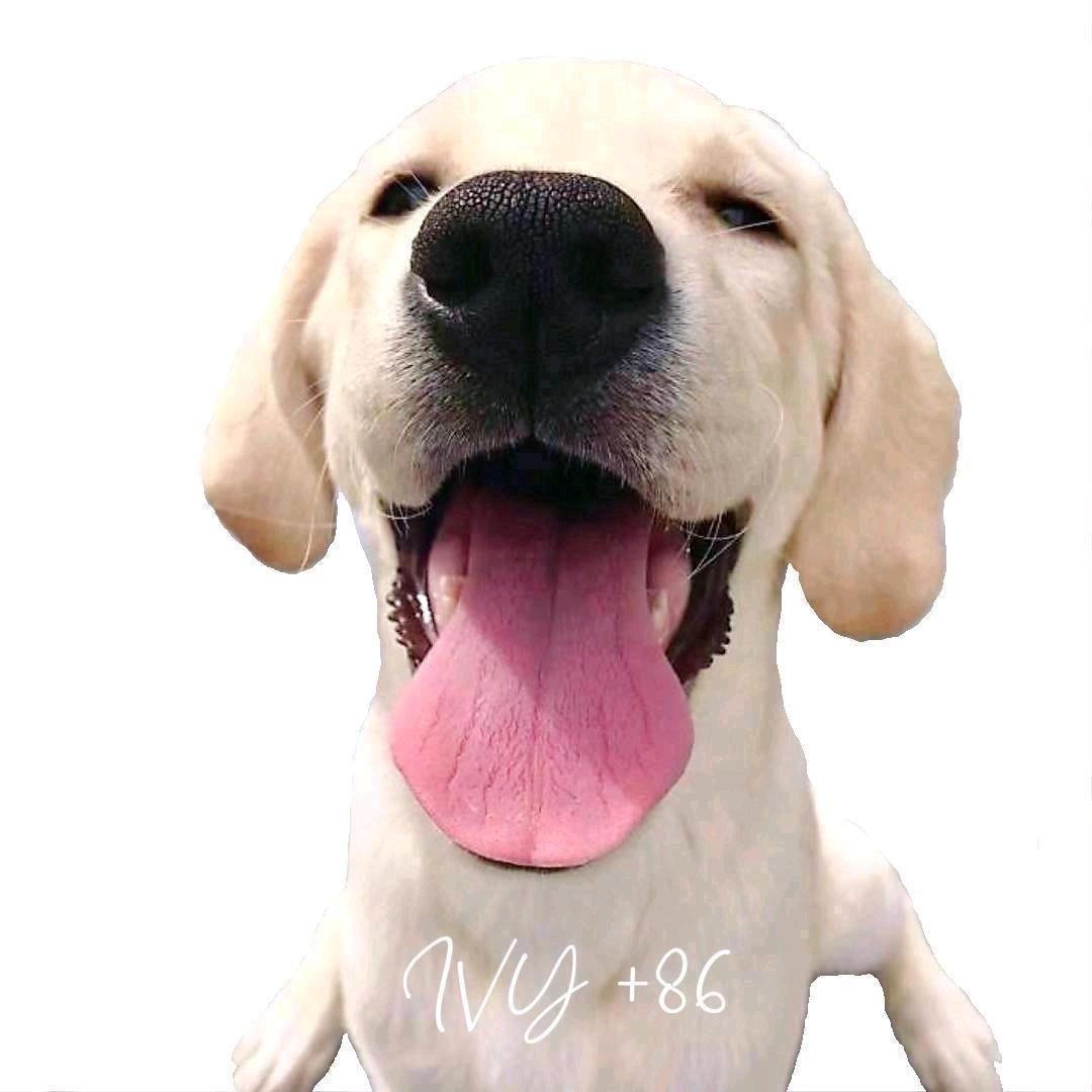 IVY +86🐑⋆͛ᵞᵐ