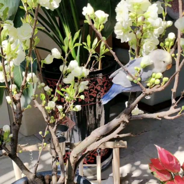 小豆子飞走了