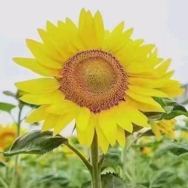 沉默是金，