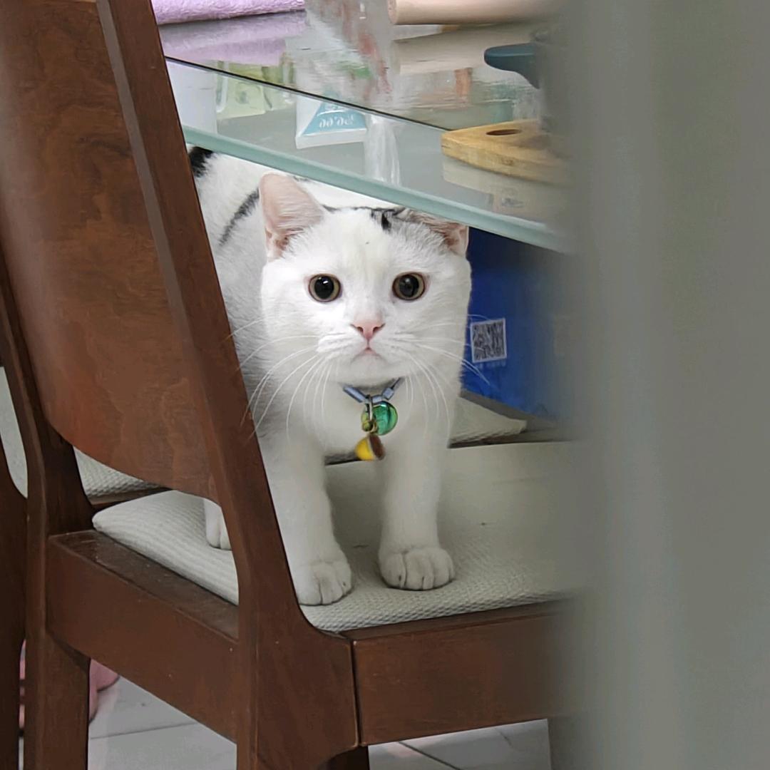 小贝勒