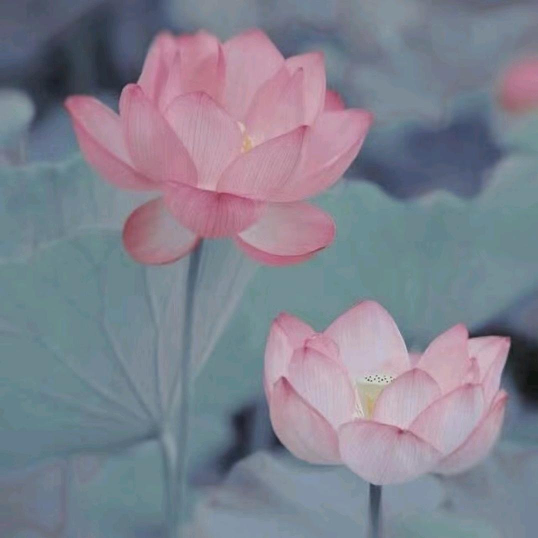 花开富贵⚛️