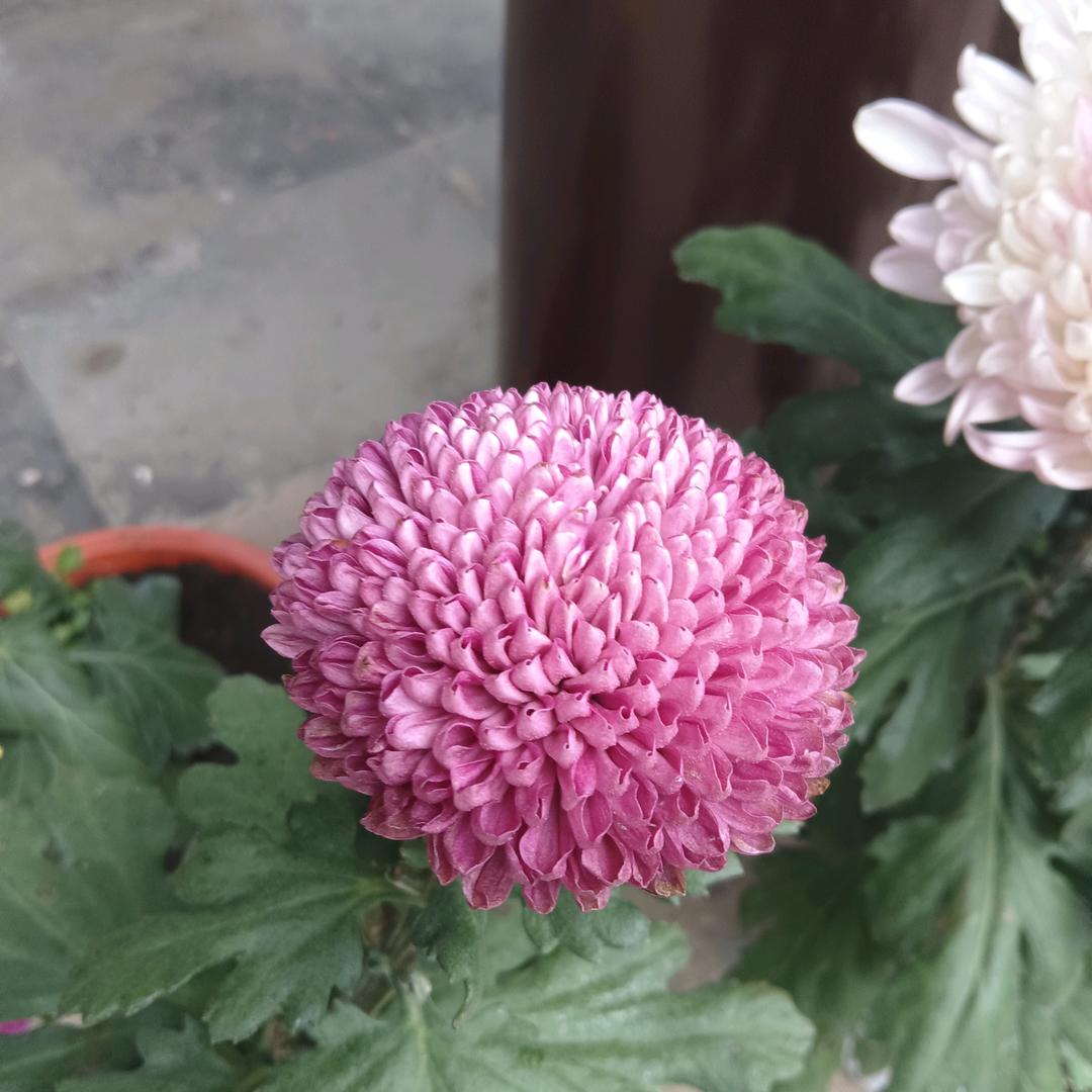 春阳小吃