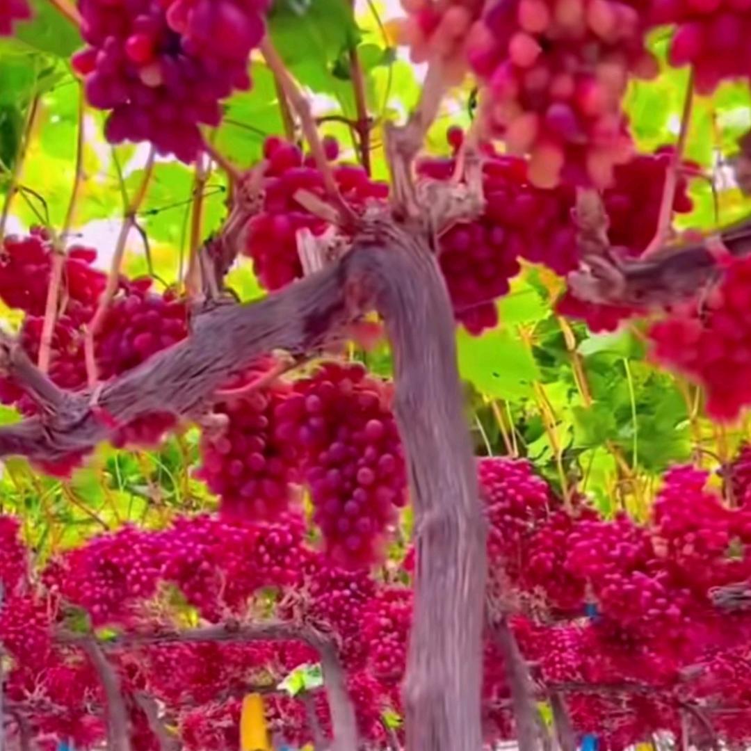 🍇葡萄🍇