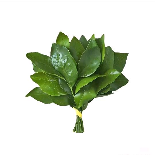 aoo