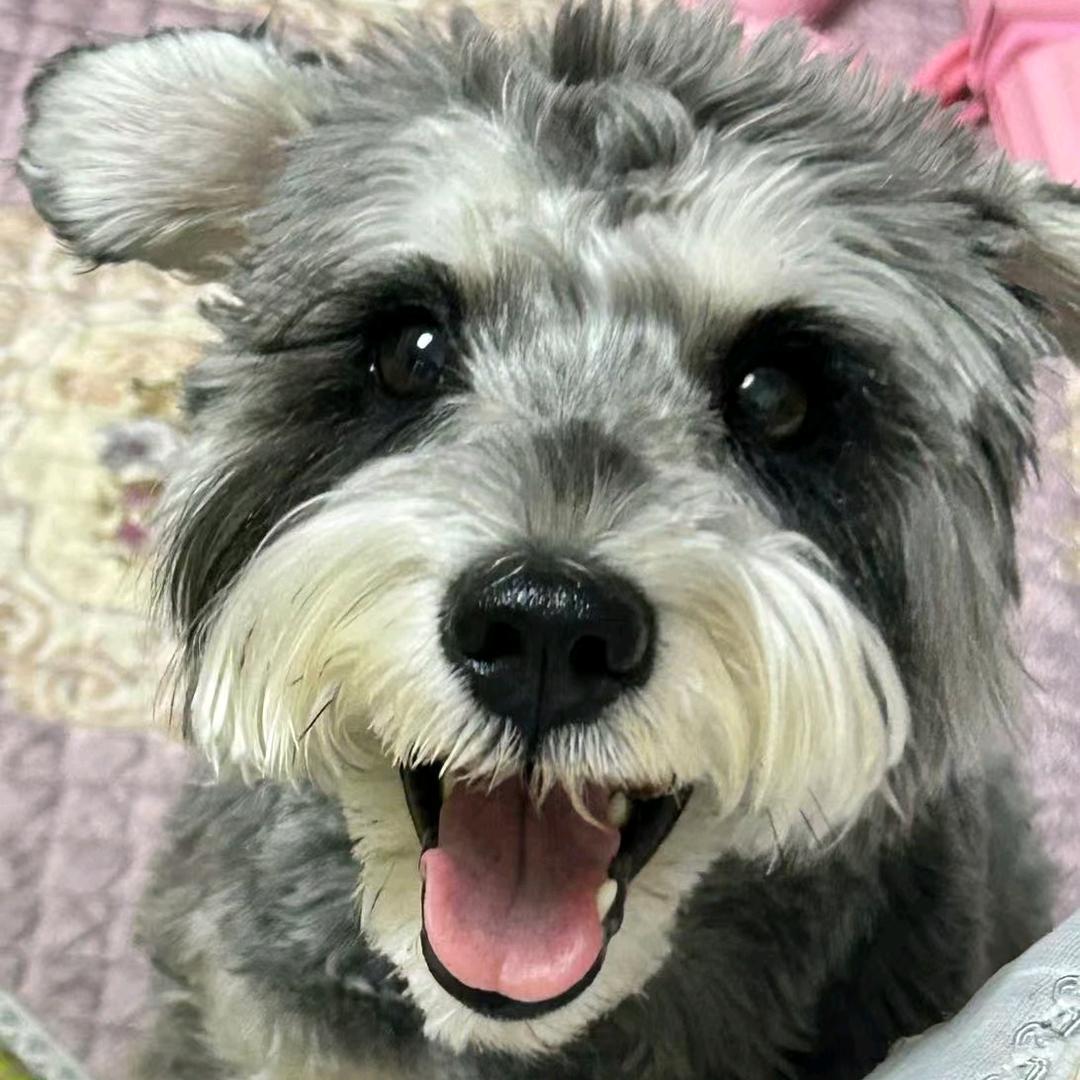 酸奶和他的朋友们