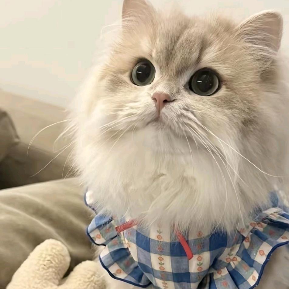 佳佳的小猫