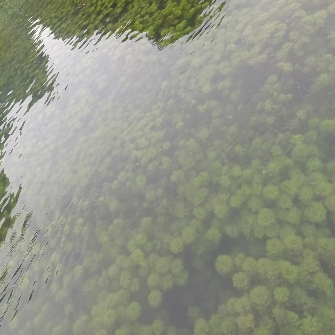 阿英卤味凉拌烤鸭