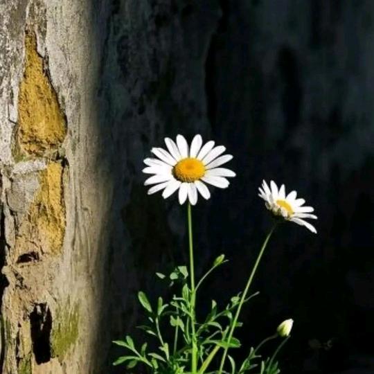 🅶🆅🆉🅰🅻🅽🆄🆁