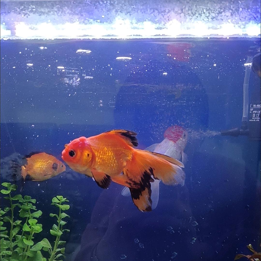 济宁初升高郑老师