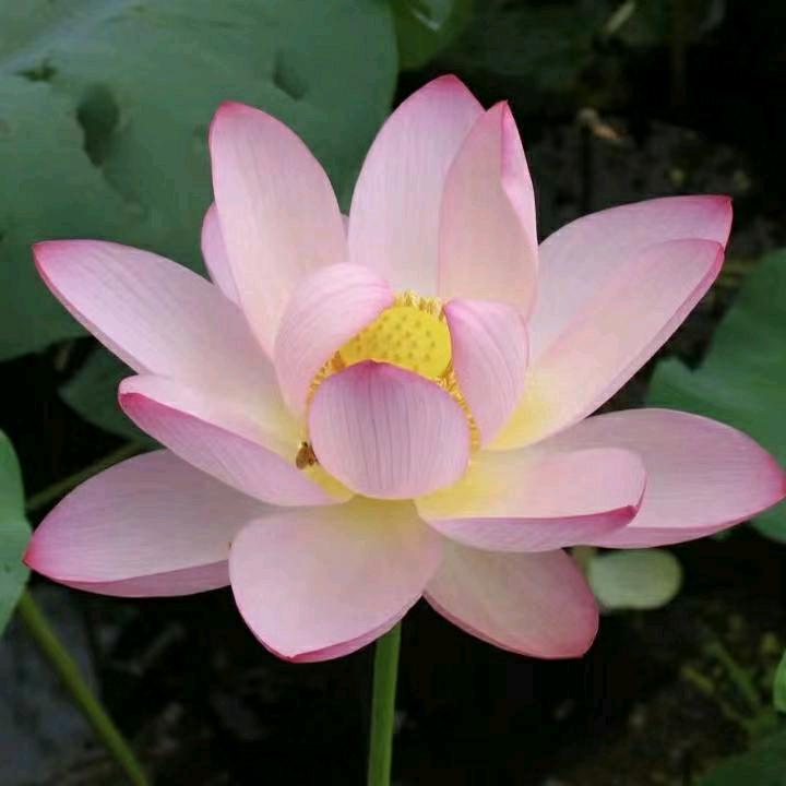 网友小张