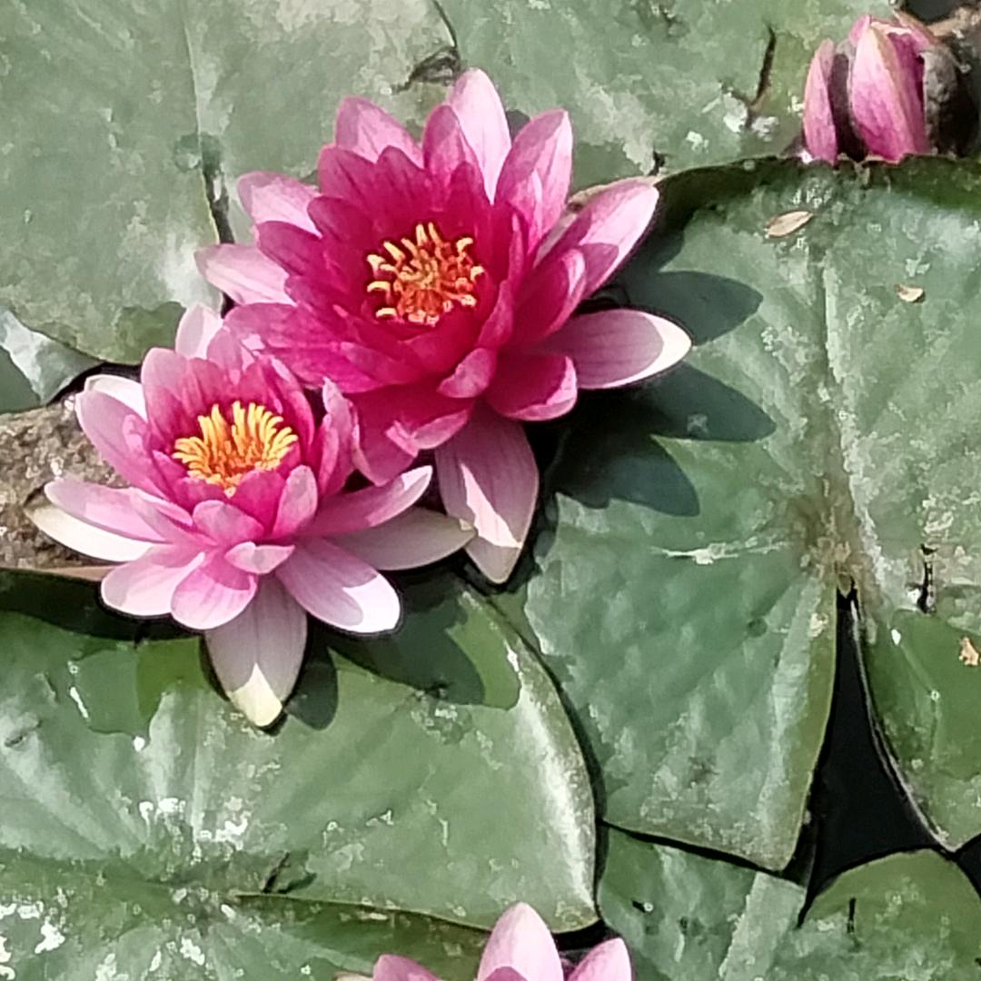 😃一笑嫣然