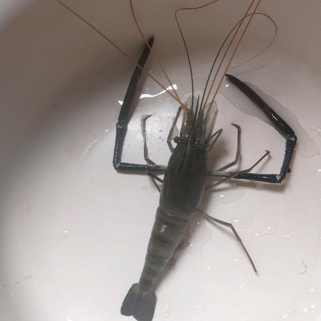 虾🦐多多