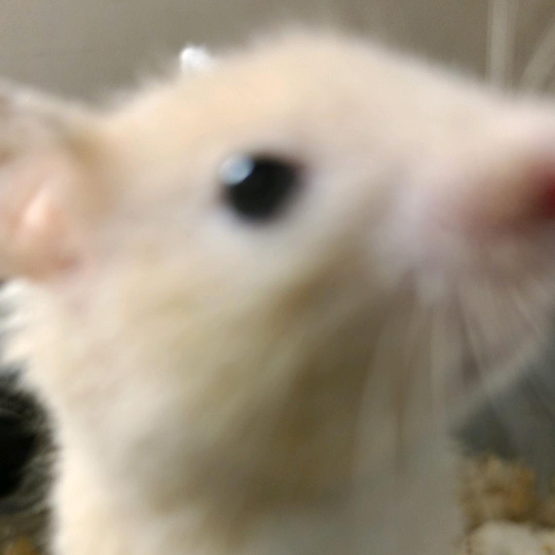 二狗。。