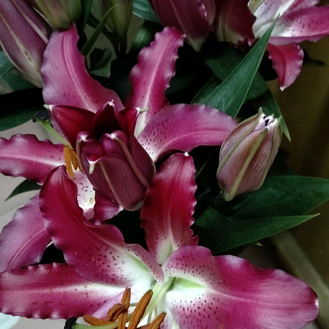 守护者💐💐💐💐