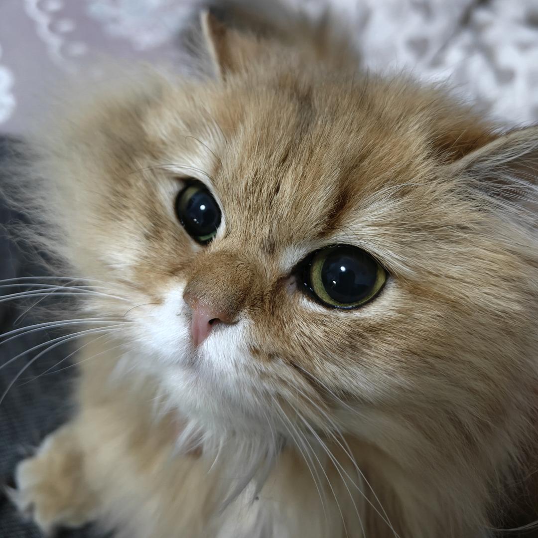 喵小呆儿