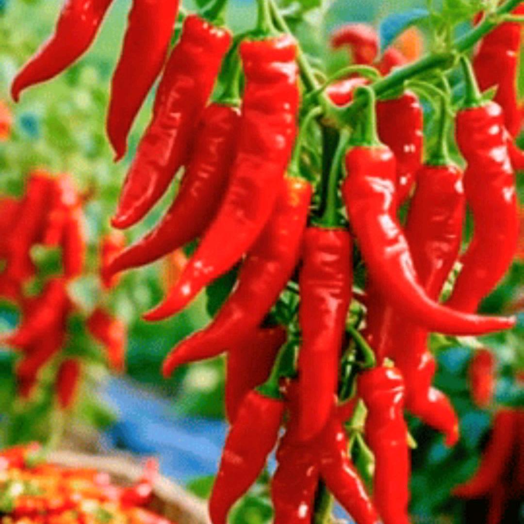 低调做人高调做事