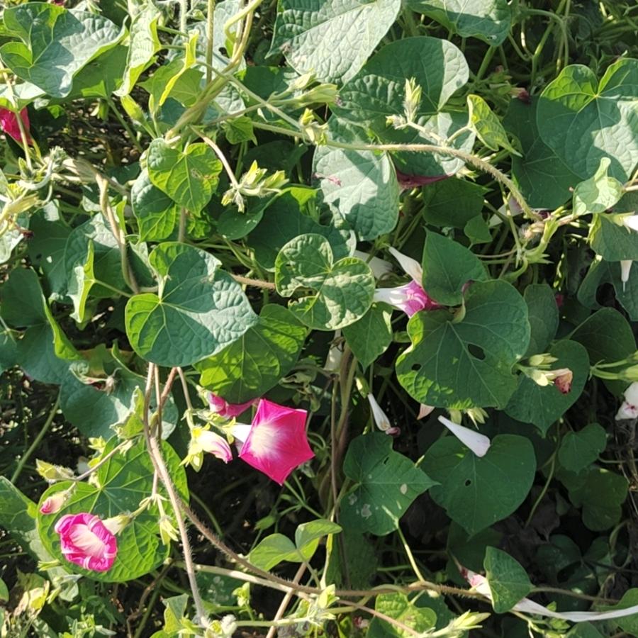 烧烤食材批发经营部