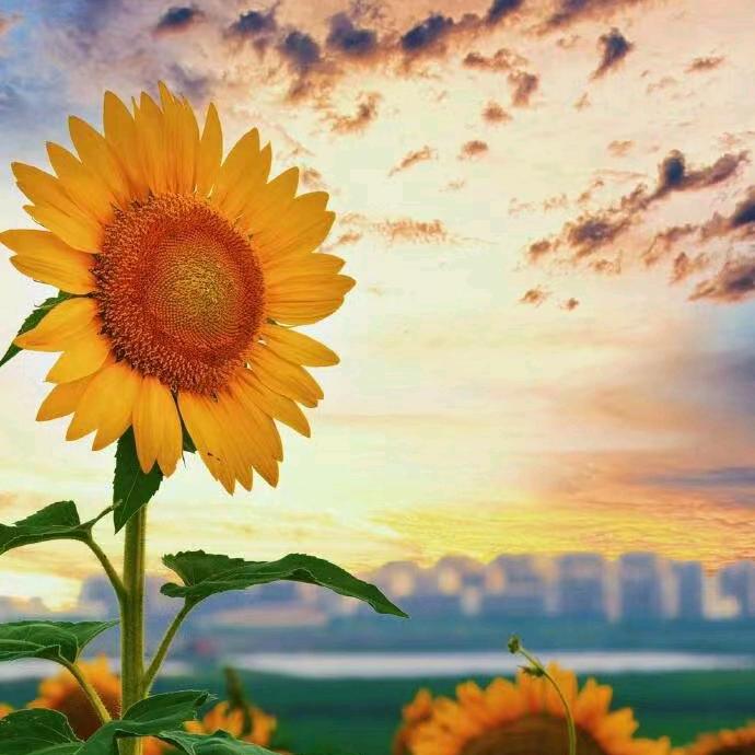 太阳🌞^O^
