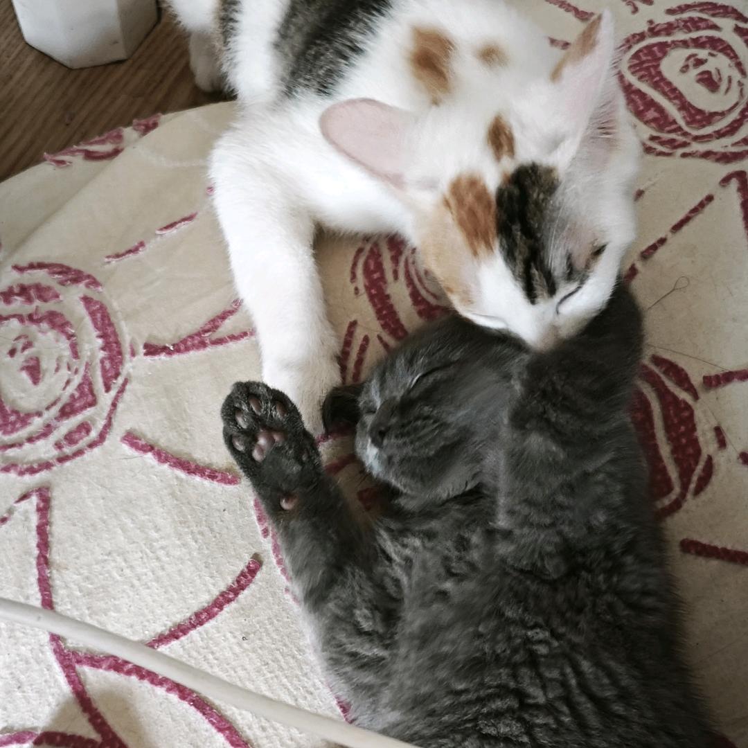 李富贵和李灰灰的快乐生活