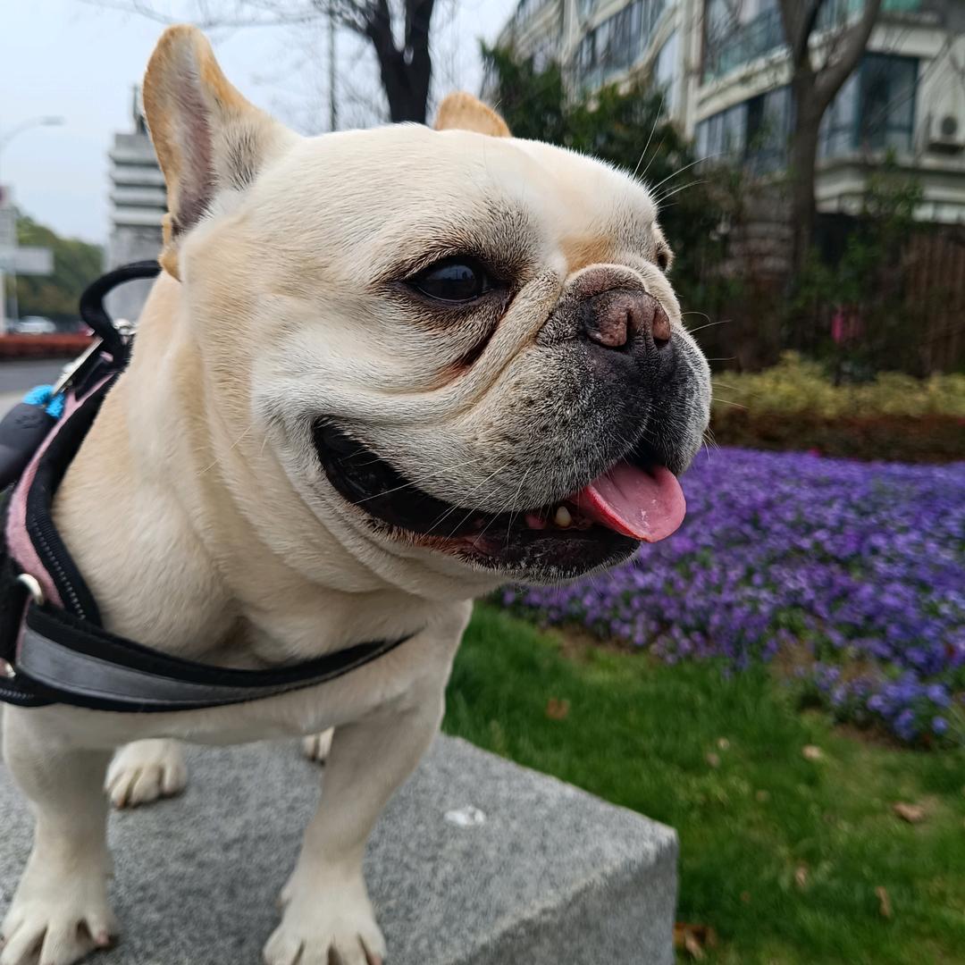 大壮的日常生活