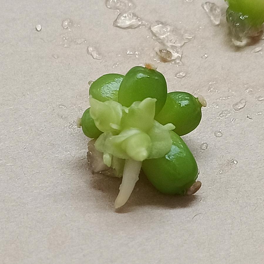 江门市宏飞农林生物技术有限公司