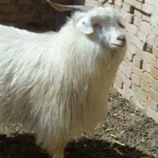 绒山羊养殖