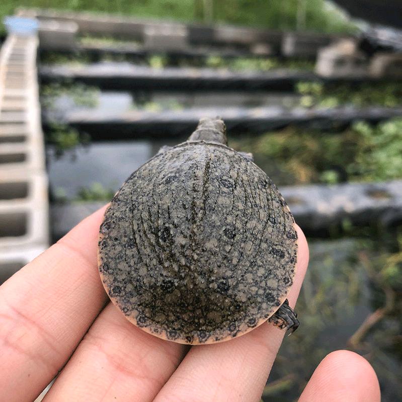 小官生态甲鱼养殖基地