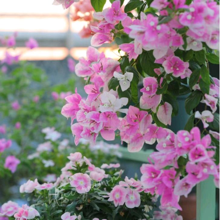 不栽楞🌺