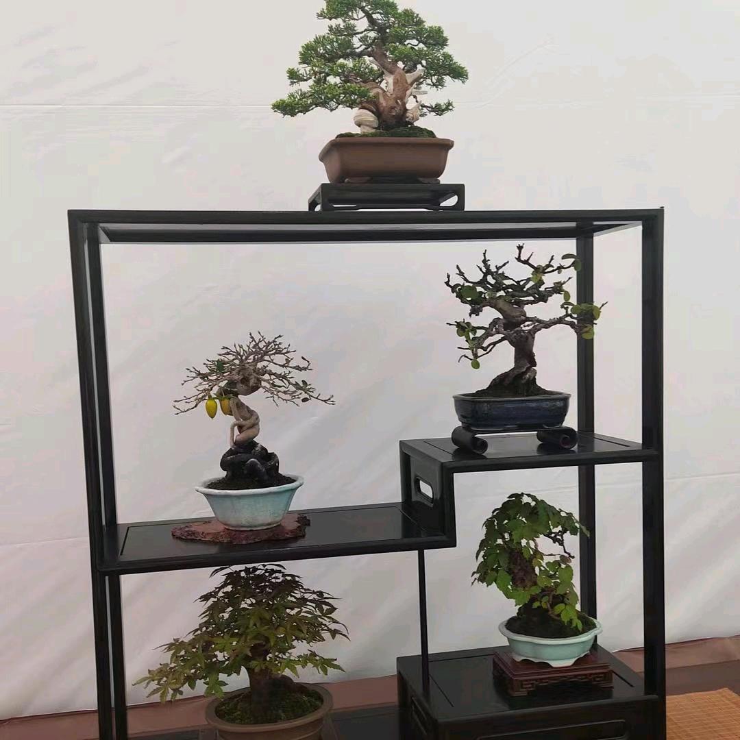 蓉然盆景