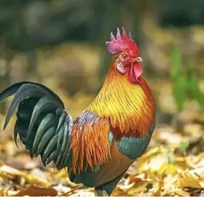 新疆马姐土鸡养殖