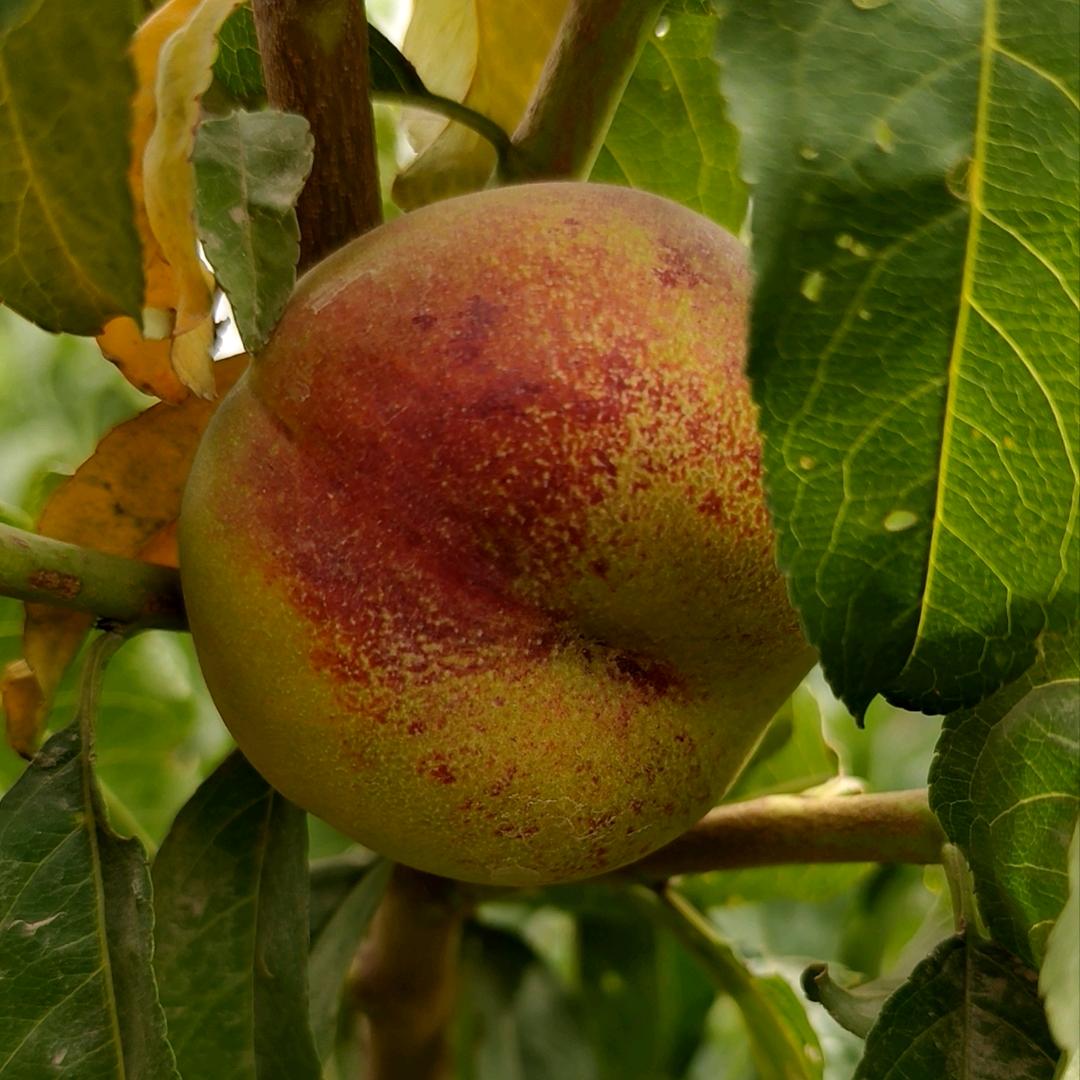 昆仑蟠桃阿布都