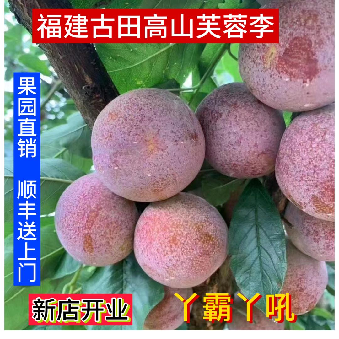 禾呈程家的李子