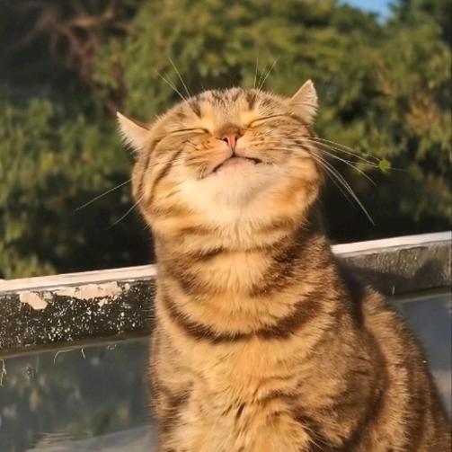 杂食性人类幼崽