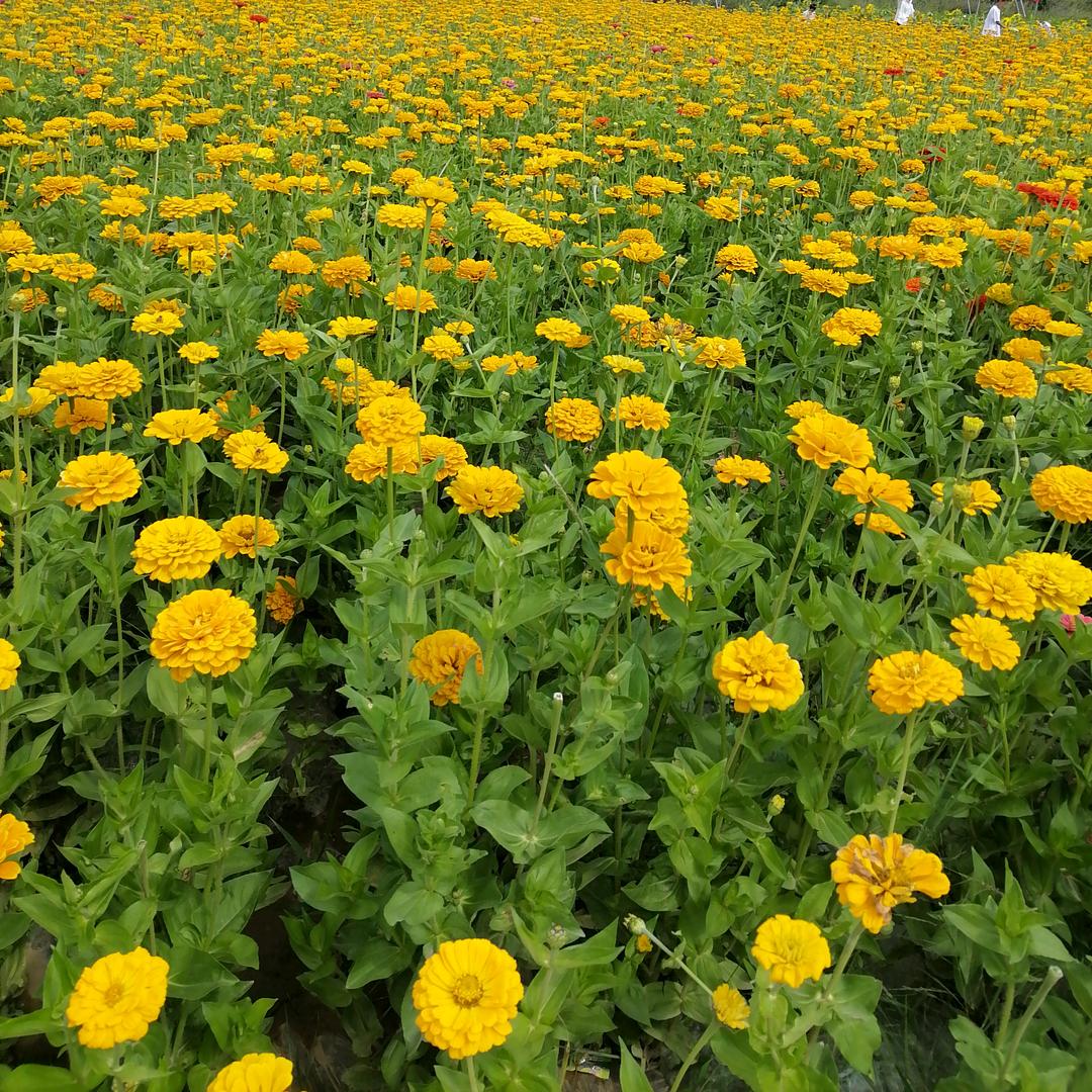 爱心小芒果🥰