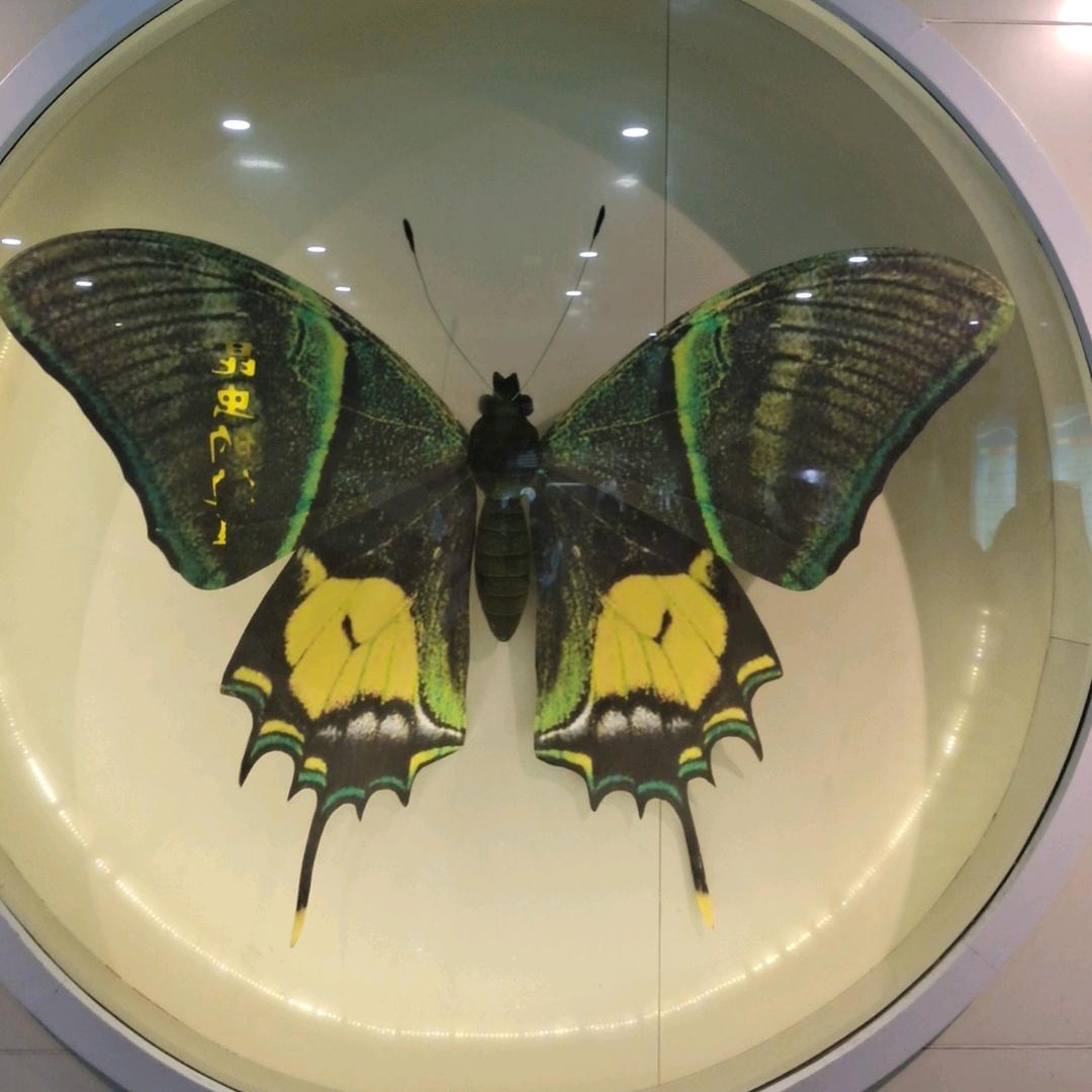 羽翼
