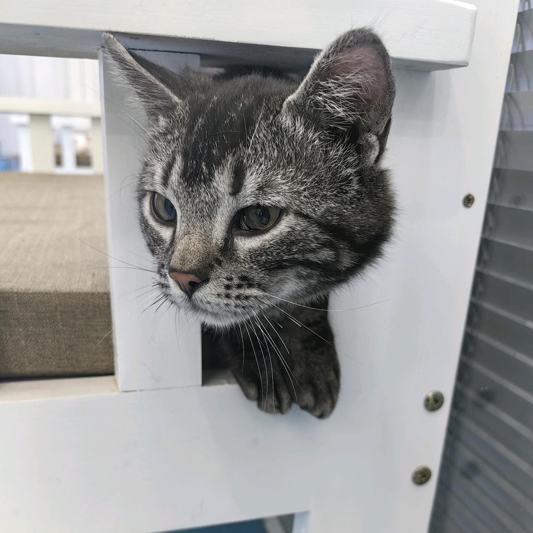 一只小胖猫球球