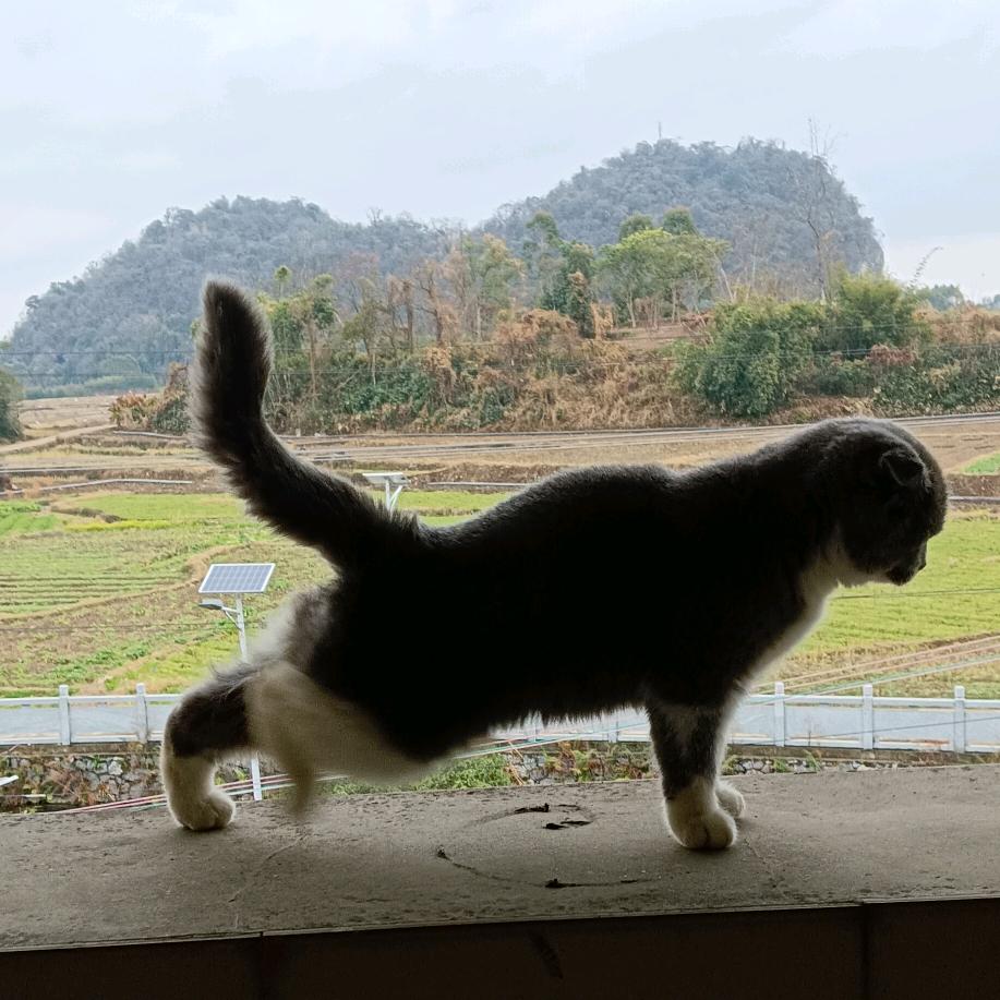 爵猫公子