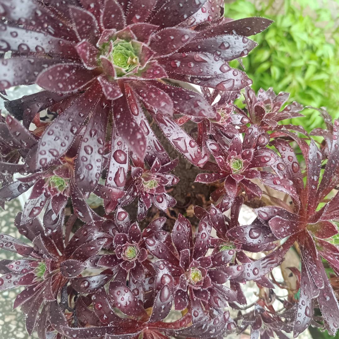 w菩提心
