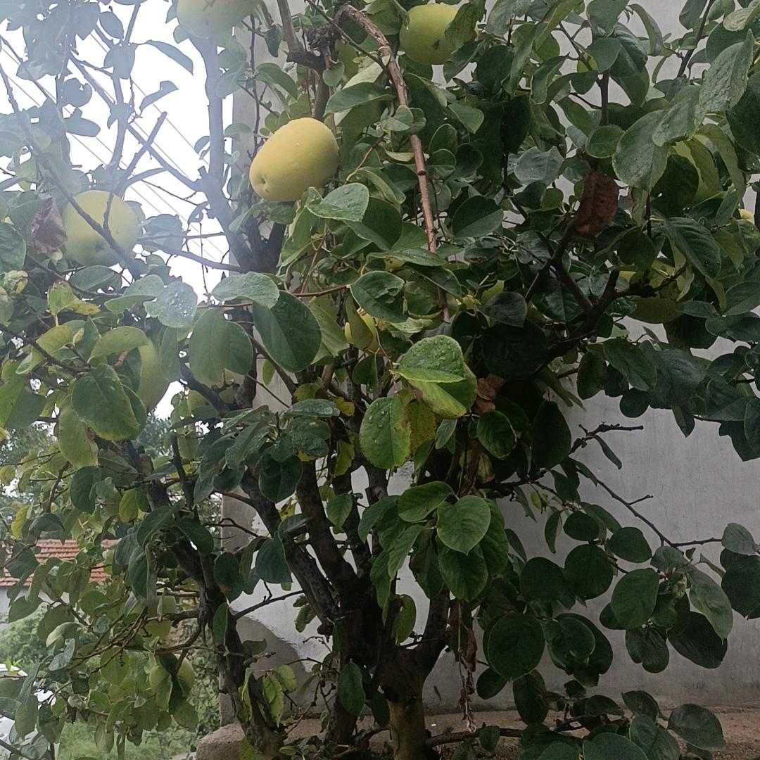 《结善缘缘堂》