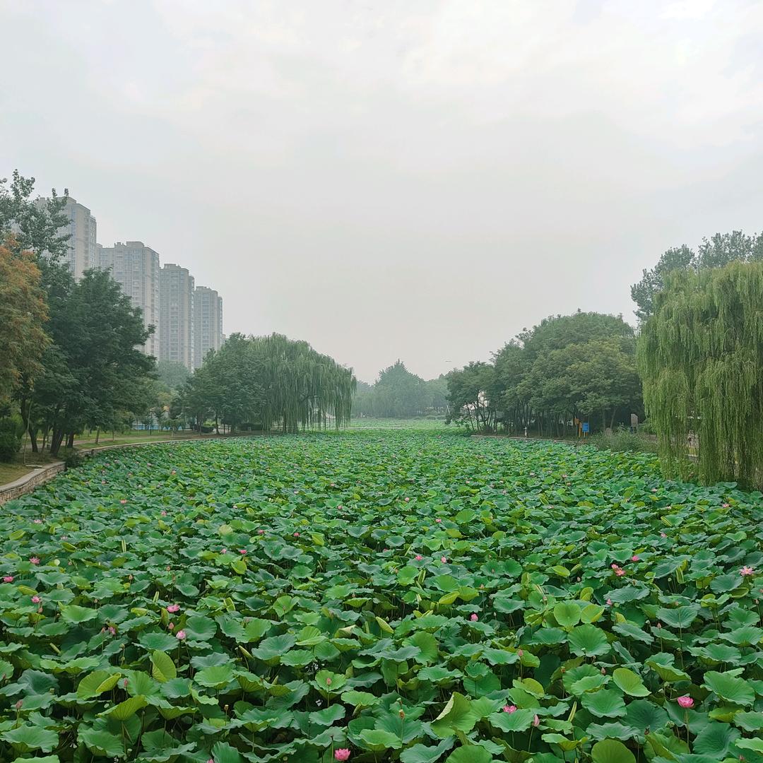 岸上奔跑的熊大
