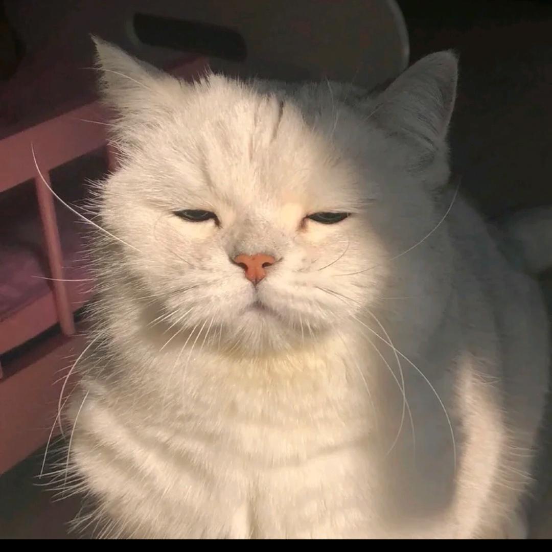 猫猫教大主教