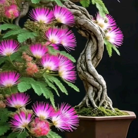 AAAA微笑、不失礼